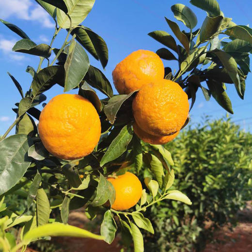 蜜沃·云南高原沃柑大果5斤/9斤/礼盒装 商品图3