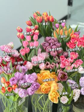 【新品上新】快来解锁心动新品郁金香