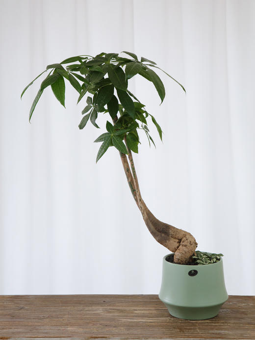 造型发财树 商品图0