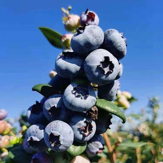 【云南·花香蓝莓】 香甜爽口，鲜嫩爆浆，果香浓郁，现摘现发护眼佳果  顺丰空运 商品图2