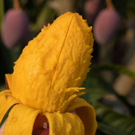 【果蔬精选】海南•树上熟贵妃芒 皮薄肉厚香味足 细腻可口 爽滑汁多 清甜味美 百吃不腻 新鲜采摘 产地直发 商品图1