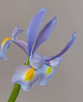 配花 | 鸢尾诺法兰