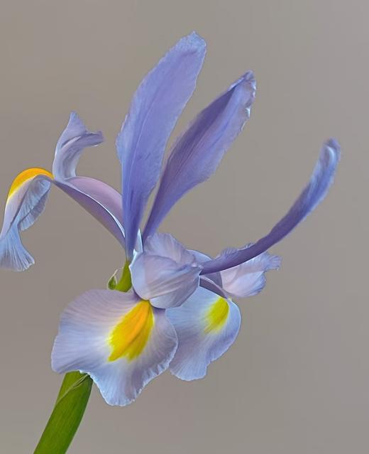 配花 | 鸢尾诺法兰 商品图0