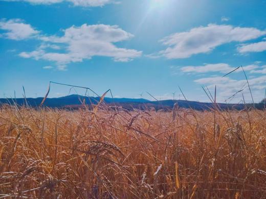 东北五常大米 · 农家大米 鲜米现磨  5斤装/10斤装 一件包邮到家 商品图2