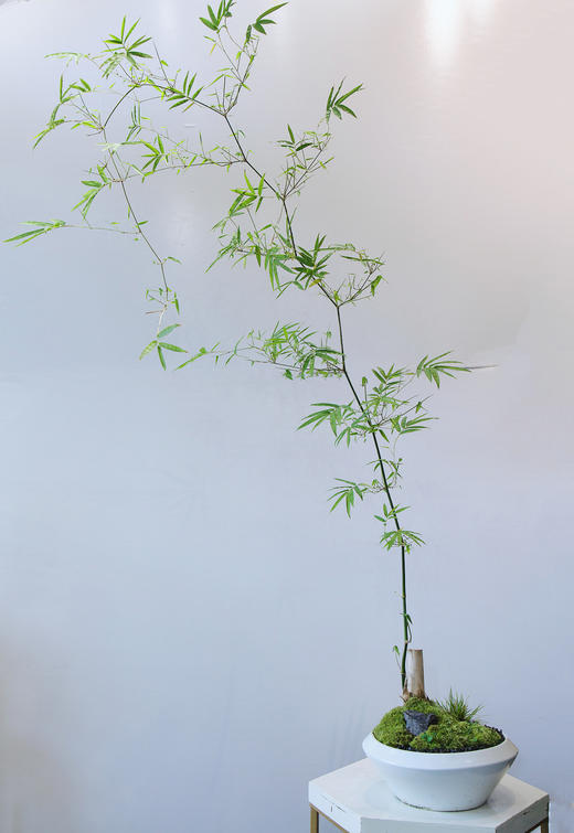 台面勒竹盆栽 商品图0