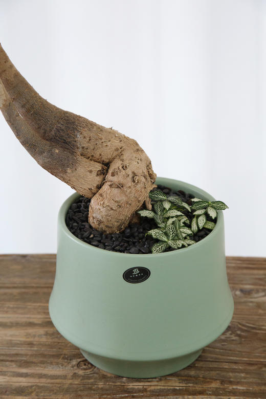 造型发财树 商品图2