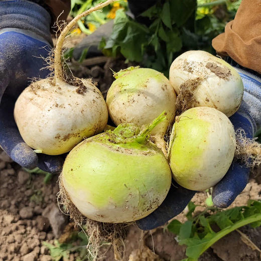 新疆新鲜恰玛古5斤 新鲜蔬菜 富碱食物   申通/邮政速运随机发货不接受指定 商品图1