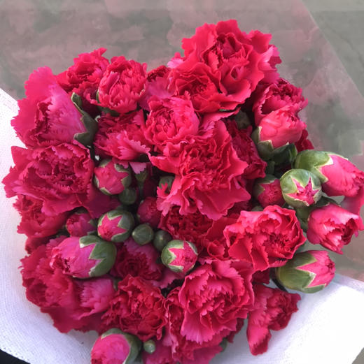 多头康乃馨·桃红色 商品图4