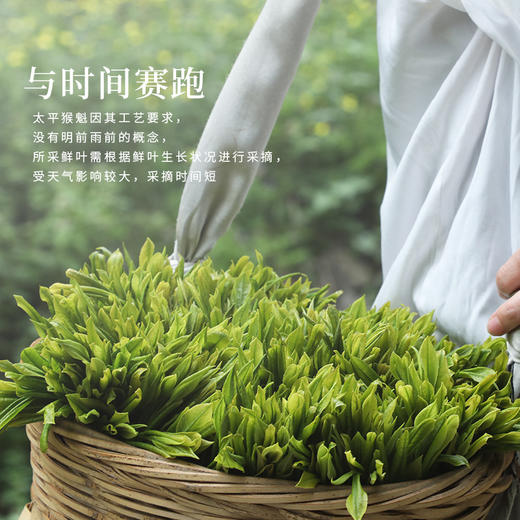 【2025新茶上市】谢裕大手工捏尖太平猴魁盛世9000礼盒绿茶200g送礼推荐 商品图4