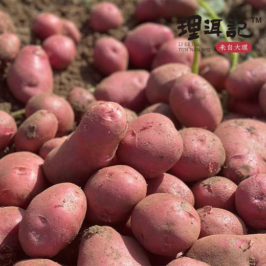 【分仓直发包邮】云南红皮黄心土豆4斤中大果（单果6-9两） 商品图0