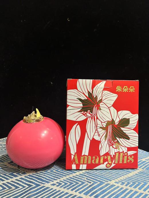 秘鲁进口巨型腊球朱顶红包邮 商品图1