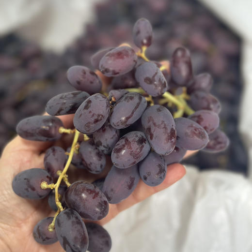 〔上海直发包邮06〕智利青提 / 红提 商品图1