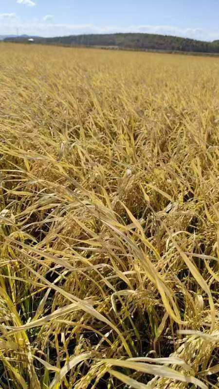 东北五常大米 · 农家大米 鲜米现磨  5斤装/10斤装 一件包邮到家 商品图14