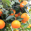 蜜沃·云南高原沃柑大果5斤/9斤/礼盒装 商品缩略图1