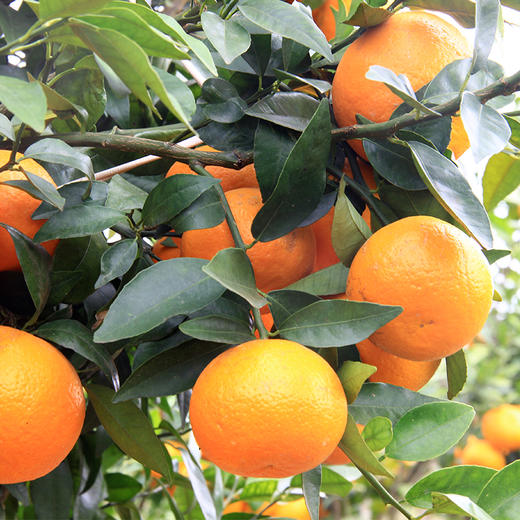 蜜沃·云南高原沃柑大果5斤/9斤/礼盒装 商品图1