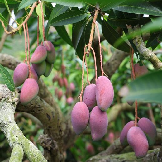 【果蔬精选】海南•树上熟贵妃芒 皮薄肉厚香味足 细腻可口 爽滑汁多 清甜味美 百吃不腻 新鲜采摘 产地直发 商品图8