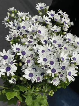 精品日本进口小众高端花材瓜叶菊鲜切花多色选择