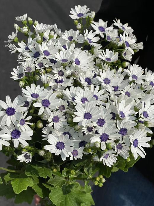 精品日本进口小众高端花材瓜叶菊鲜切花多色选择 商品图0