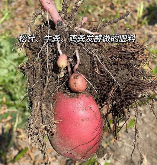 【分仓直发包邮】云南红皮黄心土豆4斤中大果（单果6-9两） 商品图1