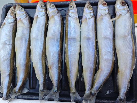 【当季捕捞❗️满籽多春鱼】只卖海捕原汁原味，只只鲜嫩饱满，精心人工挑选，新鲜速冻胡瓜鱼，鲜活特大冷冻毛鳞鱼L 商品图6