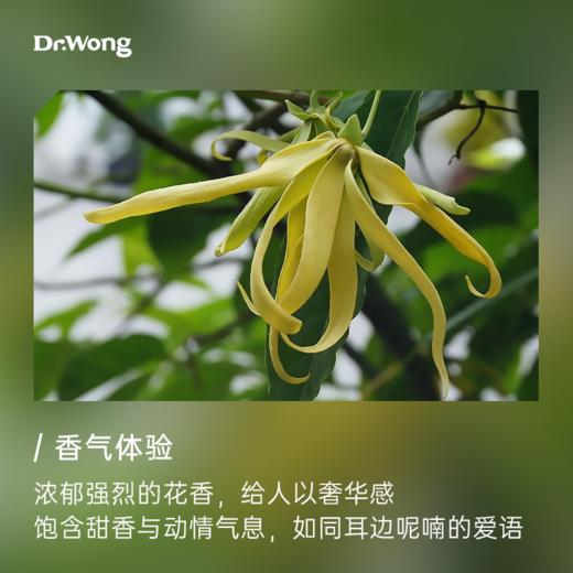 依兰依兰 单方精油 商品图1