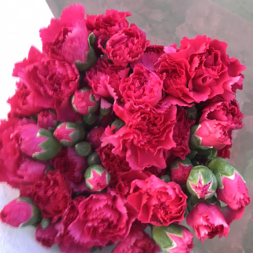 多头康乃馨·桃红色 商品图1