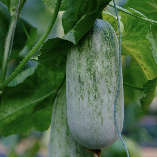 🌳养到自然熟的 · 博洋 · 酥7 · 蜜瓜 · 又脆又甜  · 瓜香浓郁 ·  4斤装/6-8根 商品图5