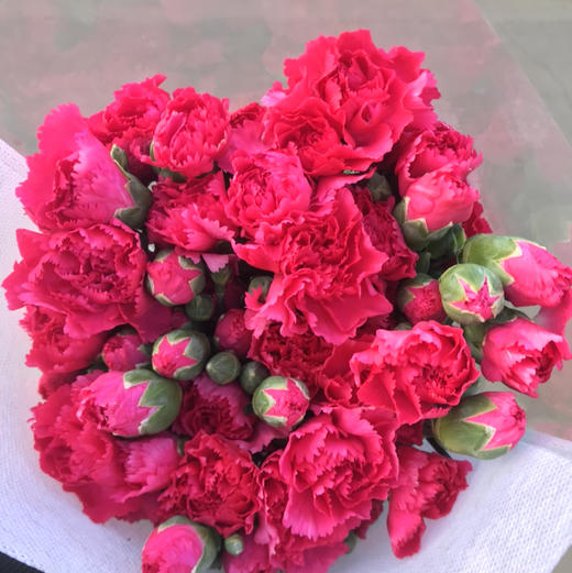 多头康乃馨·桃红色 商品图3