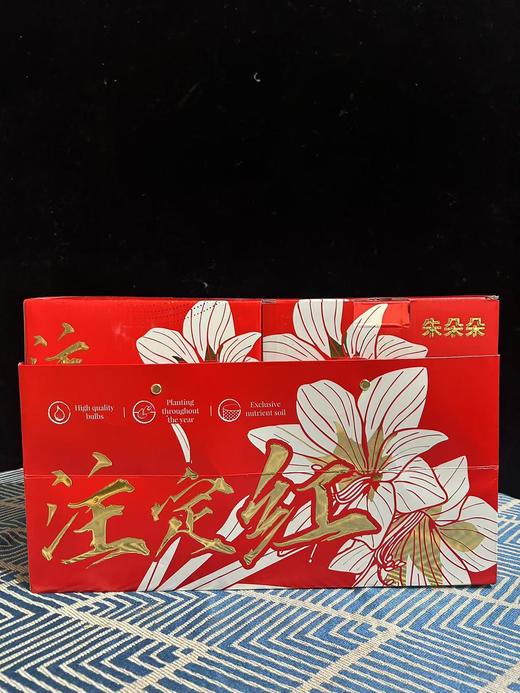 秘鲁进口巨型腊球朱顶红包邮 商品图2