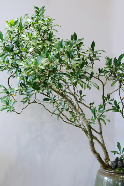 造型栀子花（绿色盆） 商品图1