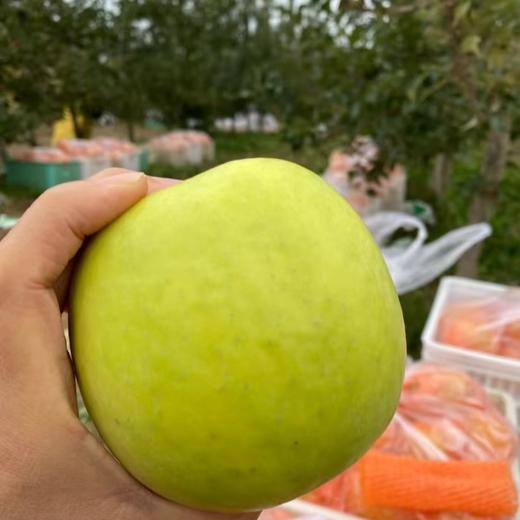 【顺丰快递】白水正宗瑞雪苹果 精品果 农大科研青苹果  花香脆甜苹果 净重4.5-5斤 BBSPG 商品图1