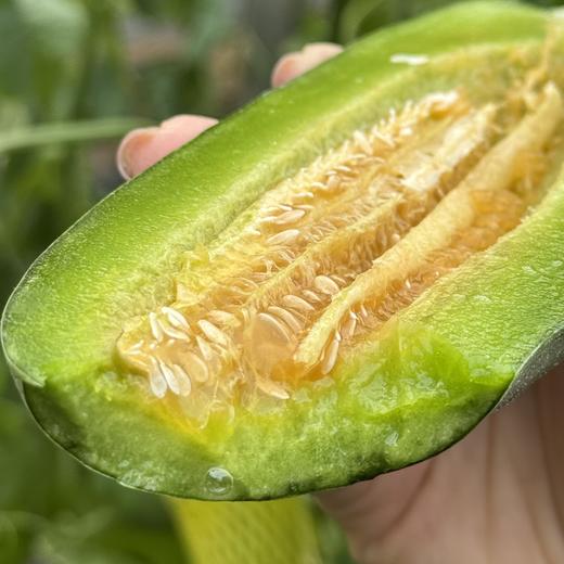 🌳养到自然熟的 · 博洋 · 酥7 · 蜜瓜 · 又脆又甜  · 瓜香浓郁 ·  4斤装/6-8根 商品图9