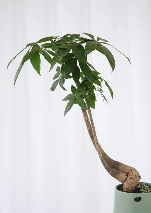 造型发财树 商品图1