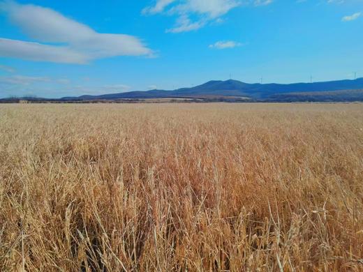 东北五常大米 · 农家大米 鲜米现磨  5斤装/10斤装 一件包邮到家 商品图5