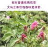 新疆和田玫瑰花茶100g 自然晾干沙漠大朵重瓣红玫瑰散装批发特产 商品缩略图3