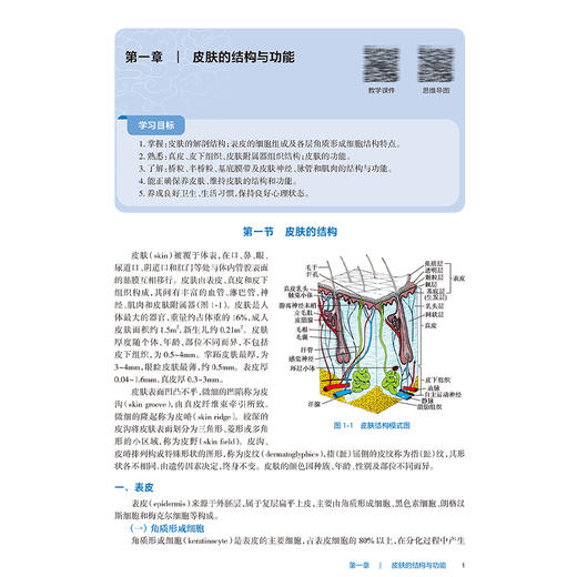 皮肤性病学 第9九版 十四五规划教材 全国高等职业教育专科教材 胡晓军 程文海主编 供临床医学专业用9787117374170人民卫生出版社 商品图4