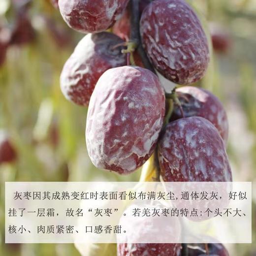 新疆直发 新疆特产新疆若羌灰枣散装和田灰枣未清洗带土新疆红枣未加工新疆灰枣 商品图2