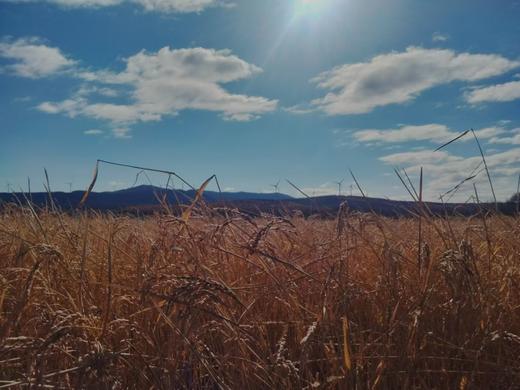 东北五常大米 · 农家大米 鲜米现磨  5斤装/10斤装 一件包邮到家 商品图10