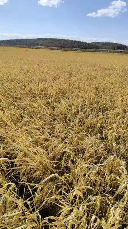 东北五常大米 · 农家大米 鲜米现磨  5斤装/10斤装 一件包邮到家 商品图12