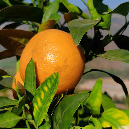 蜜沃·云南高原沃柑大果5斤/9斤/礼盒装 商品图4