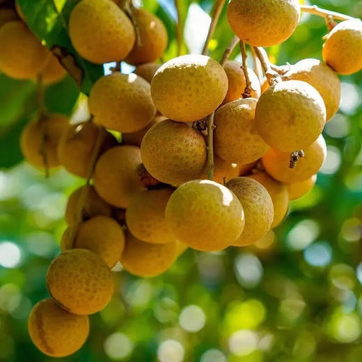 【分仓直发包邮】泰国龙眼1斤（中果，果径25-28mm）（带小枝条发货） 商品图4