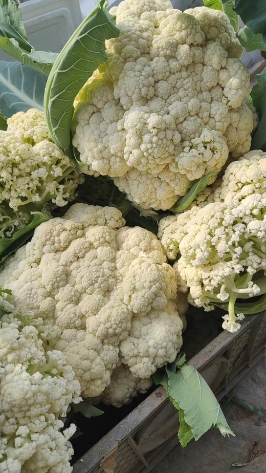 鸿翠园 有机花菜 商品图11