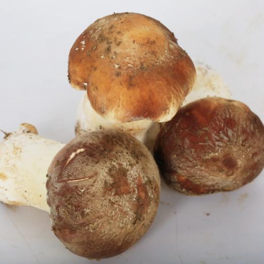 2025 白桑关 赤松茸 500g 商品图2