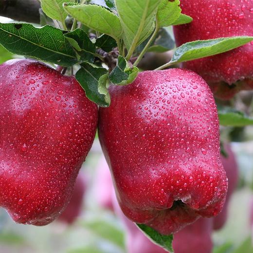 甘肃天水花牛苹果新鲜应当季水果宝宝辅食蛇果香甜粉整箱 商品图1