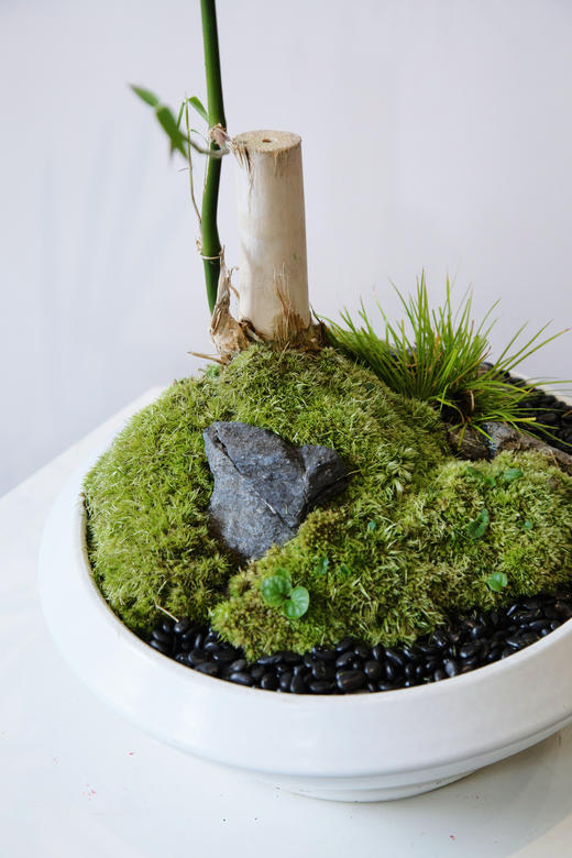 台面勒竹盆栽 商品图1