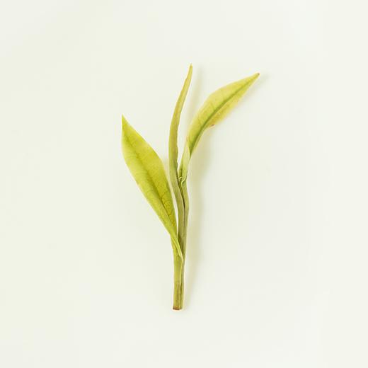 卢正浩 安吉白茶 50g（预售3月份发货） 商品图5