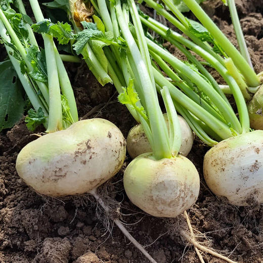 新疆新鲜恰玛古5斤 新鲜蔬菜 富碱食物   申通/邮政速运随机发货不接受指定 商品图4