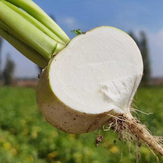 新疆新鲜恰玛古5斤 新鲜蔬菜 富碱食物   申通/邮政速运随机发货不接受指定 商品图2