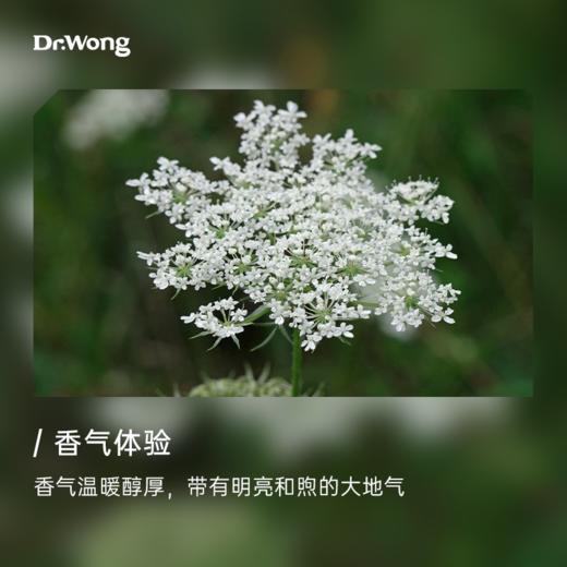 胡萝卜籽 单方精油 商品图1