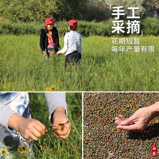 新疆直发 新疆特产新疆昆仑胎菊500g颗粒饱满天山雪原产地直供特产新货花茶 商品图3